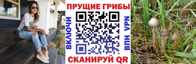 купить   Инсар  Псилоцибиновые грибы мухоморы 